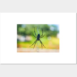 Garden Spider Posters and Art